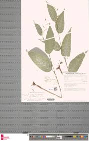 Image result for Marantochloa congensis