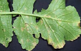 ダイコン白さび病 わっか症 農業害虫や病害の防除 農薬情報 病害虫 雑草の情報基地 全国農村教育協会