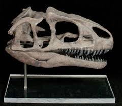 Miniature 3d Printed Allosaurus Skull Replica Dinosaur Fossils Prehistoric Creatures Skull