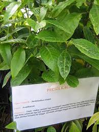 Daun pecah beling atau biasa disebut juga sebagai daun keji beling adalah salah satu jenis dedaunan herbal yang banyak tumbuh di indonesia. Kecibeling Wikipedia Bahasa Indonesia Ensiklopedia Bebas