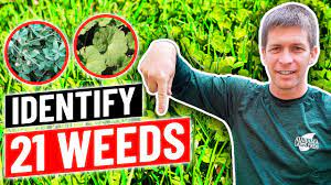 The first leaves on a seedling are called cotyledons, and they don't look like the true leaves of a plant, so misidentification. Weed Identification Identify 21 Common Weeds In Lawn Youtube