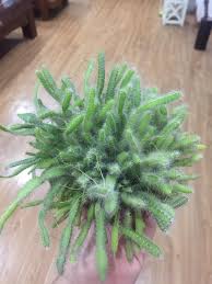 Sugar dragon is a robust grower with meaty stems that are olive green in color. My Tiny Dragonfruit Plants That I Grew From Seeds I Keep Them In A Ramenkin So They Can Only Be In This Size Gardening