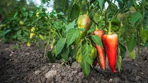 Aber man muss wissen, was sie lieben und was nicht bei standort wie gedeihen paprikapflanzen am besten? Paprika Anbauen Und In Beet Oder Topf Pflanzen Ndr De Ratgeber Garten Nutzpflanzen