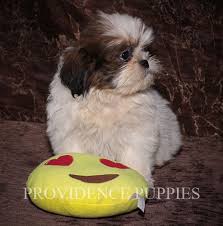 Maltese are smaller size, do very well with other animals. Pin On Puppies For Sale