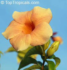 Image result for Allamanda