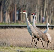 Florida Wildlife Corridor Foundation 2022 Impact Report