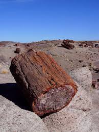 Petrified Wood I D Love To Find A Piece Like This Wow Versteinertes Holz Fossilien Mineralien
