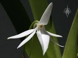 Image result for Jumellea usambarensis