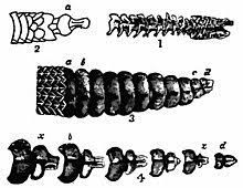 Rattlesnake Wikipedia