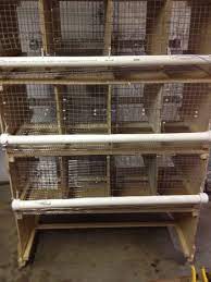 Birds for sale from $15.00 must ring for an appointment o411 203 900 for social distancing. I Am In The Process Of Finishing My First Breeding Pen The Individual Huches Are 12 X24 With A Portable Chicken Coop Chicken Coop Diy Chicken Coop