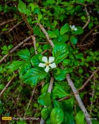 Image result for Catunaregam