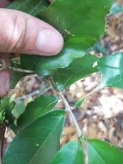 Image result for Lasiodiscus pervillei