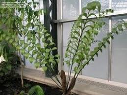 Image result for Cyperus zambesiensis