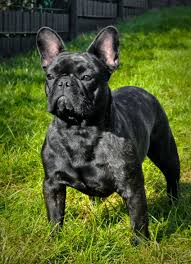 Können französische bulldoggen treppen laufen? Indra A Frenchie S Tale