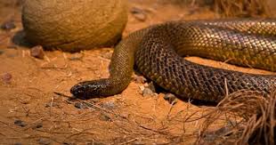 The Five Most Venomous Snakes In The World Snake Venom Snake World