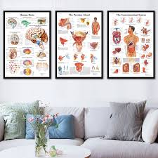 Us 1 98 27 Off Hd Wall Art Human Body Anatomy Poster Anatomie System Chart Body Map Canvas Painting Picture Print Decorative Home Decor In Painting