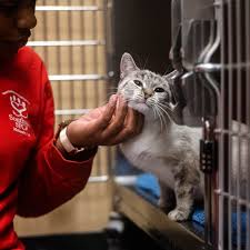 Finalize the adoption process either at a petsmart near you or at your local shelter. Cat For Adoption Cats A Domestic Short Hair Domestic Long Hair Mix In Richmond Va Petfinder