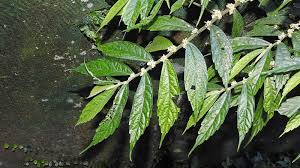 Image result for Elatostema monticola