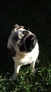 Mastering The Head Tilt Pug Puppies Pugs Pug Dog