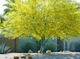 Palo Verde Tree - Google Search Landscape Garden Landscape Design Landscape Design