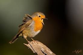 Robin Photo By Antino Cervigni Robin Bird Robin Photos Beautiful Birds