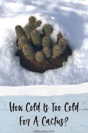I'd like to live somewhere. 92 All Things Cacti Drought Tolerant Plants Ideas In 2021 Indoor Cactus Garden Succulents Indoor Cactus