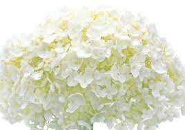 Mophead Hydrangea Info Guide To Mophead Hydrangea Care Mophead Hydrangea Hydrangea Care Planting Hydrangeas
