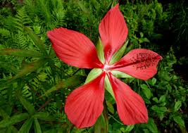 Image result for Hibiscus