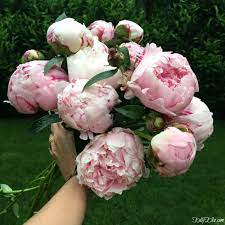 When is best time to transplant peonies? Peony Supports And Growing Tips Kelly Elko