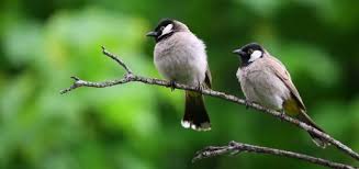 Sound Of Birds Chirping In The Morning Mp3 Free Download Parrot Sound Free Sound Effects Animal Sounds