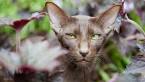 Top 12 Most Expensive Cat Breeds in the World: Ashera vs ...