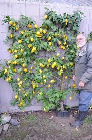 To evaluate tree responses to variation in chill and heat accumulation rates, … Sooke Garden Club Apples Pears Plums And More Sooke News Mirror