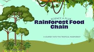 Rairforest Food Chain | Rainforest Ecosystem - Youtube