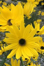 Image result for Helianthus angustifolius