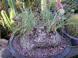 Image result for Trochomeria hookeri