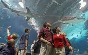 Fun Things To Do With Kids In Louisville Ky On Familydaysout Com Kentucky Vacation Newport Aquarium Cheap Family Vacations