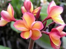 Pin On Flowers