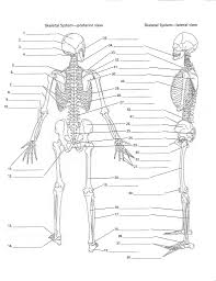 Unlabeled Diagram Of The Human Skeleton Unlabeled Diagram