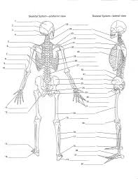 unlabeled diagram of the human skeleton unlabeled diagram