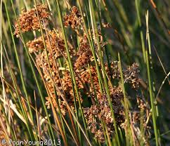 Image result for Juncus kraussii