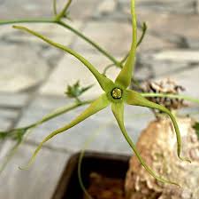 Image result for Trochomeria macrocarpa