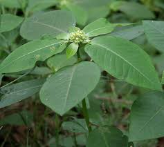 Image result for Euphorbia heterophylla