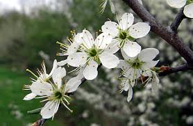 Fruit tree also known as a blackthorn. Blackthorn Tree Health Benefits Healthyliving From Nature Buy Online