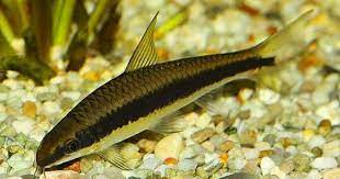 Chinese algae eater (cae) 3. 12 Algae Eater Untuk Aquascape Paling Ampuh Membersihkan Alga Dan Lumut Hobinatang