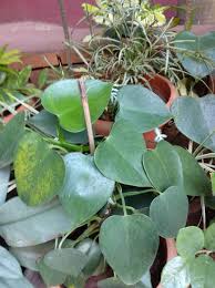 Image result for Hugonia elliptica