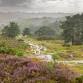 Craig Payne – Ashdown Forest through the Seasons event image