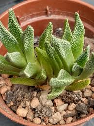 Image result for Nananthus vittatus
