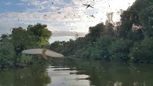 Imagini spectaculoase au fost surprinse în delta dunării. Video Insectele Care Roiesc Doar Cand Se Iubesc Au O SingurÄƒ Zi La DispoziÅ£ie Ca SÄƒ Si GÄƒseascÄƒ Perechea