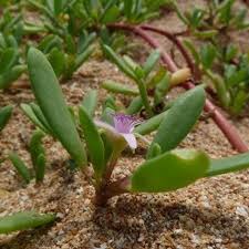 Image result for Sesuvium