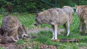 Wolf Pack Hierarchy Update 11 May 2017 Wolfsrudel Meute De Loups Tiergarten Worms